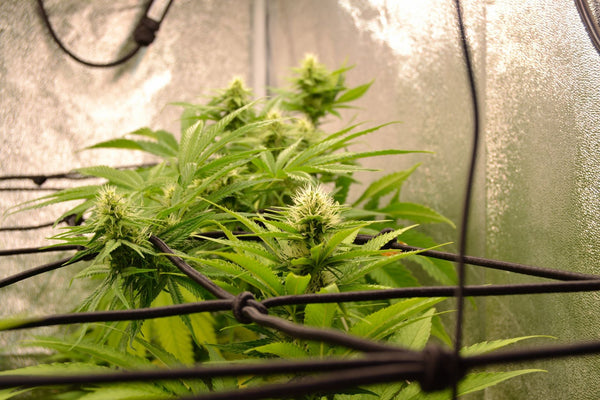 Cannabis Stretching Too Much? How to Diagnose and Fix It