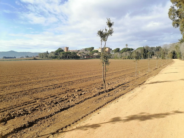 Staking & Support Systems for Heavy Outdoor Colas