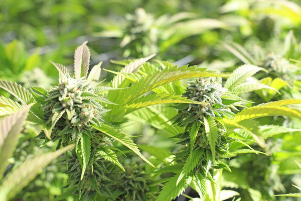 How Much Sunlight Outdoor Cannabis Needs to Maximize Size