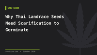 Why Thai Landrace Seeds Need Scarification to Germinate
