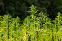 Japan's Wartime Hemp Boom and the Prohibition That Followed