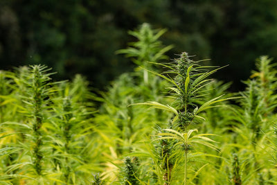 Japan's Wartime Hemp Boom and the Prohibition That Followed