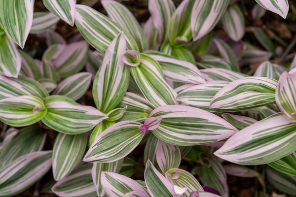 Mutant Cannabis: The Future of Ornamental Plant Breeding