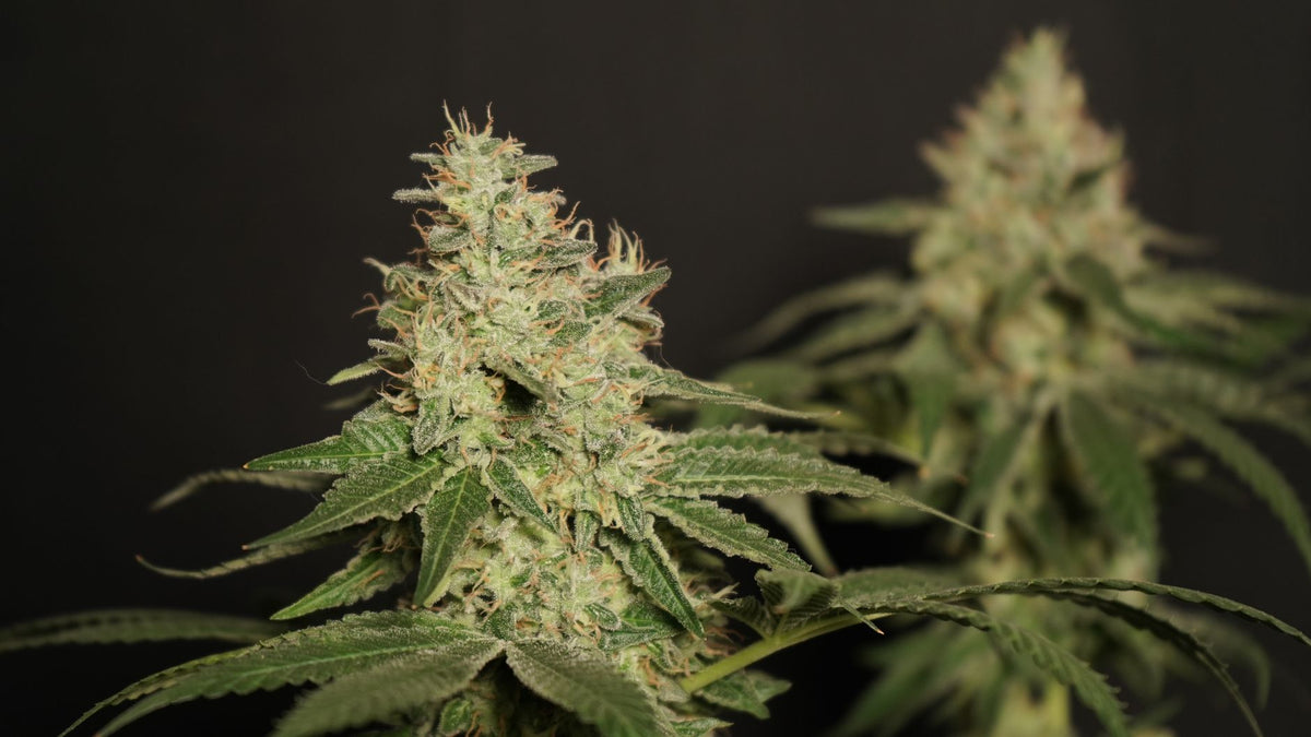 Vertical Growing Setups: Maximizing Cannabis Yield Per Square Foot