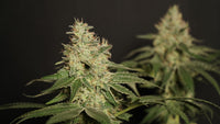 Vertical Growing Setups: Maximizing Cannabis Yield Per Square Foot