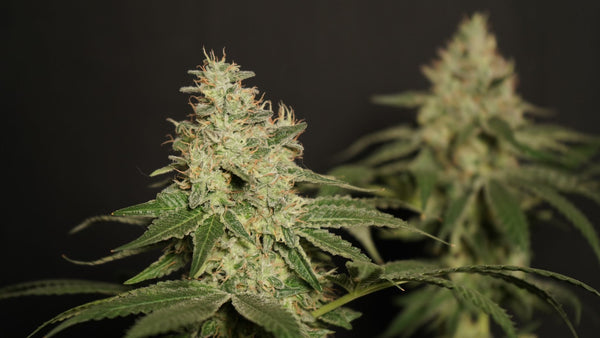 Vertical Growing Setups: Maximizing Cannabis Yield Per Square Foot