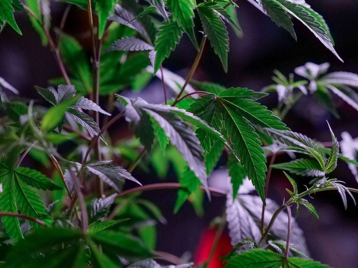 Closed-Loop Vertical Grow Pods: Cannabis Without Soil or Sun