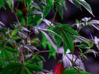 Closed-Loop Vertical Grow Pods: Cannabis Without Soil or Sun