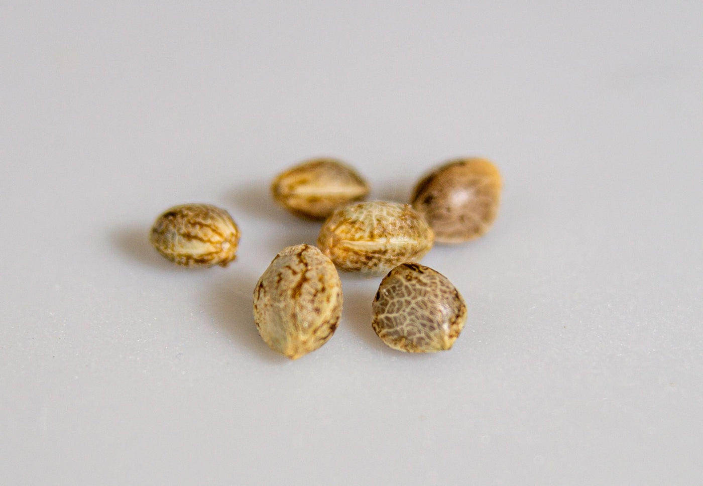 How Underground Breeders Saved Cannabis Genetics from Prohibition