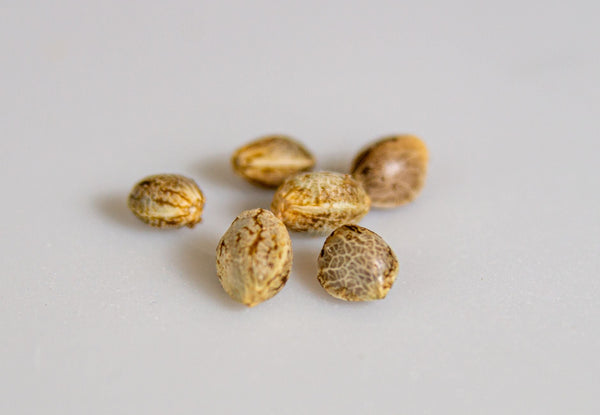 How Underground Breeders Saved Cannabis Genetics from Prohibition