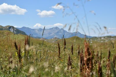 How Soviet Policy Erased Central Asia's Ancient Cannabis Culture