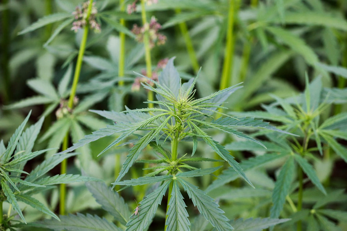 One Valley, Two Laws: Kyrgyzstan and Kazakhstan's Wild Hemp Divide