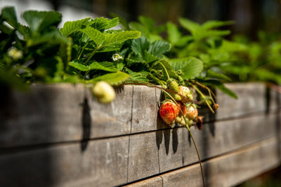 Building a Simple Outdoor Grow Box the Old-Fashioned Way
