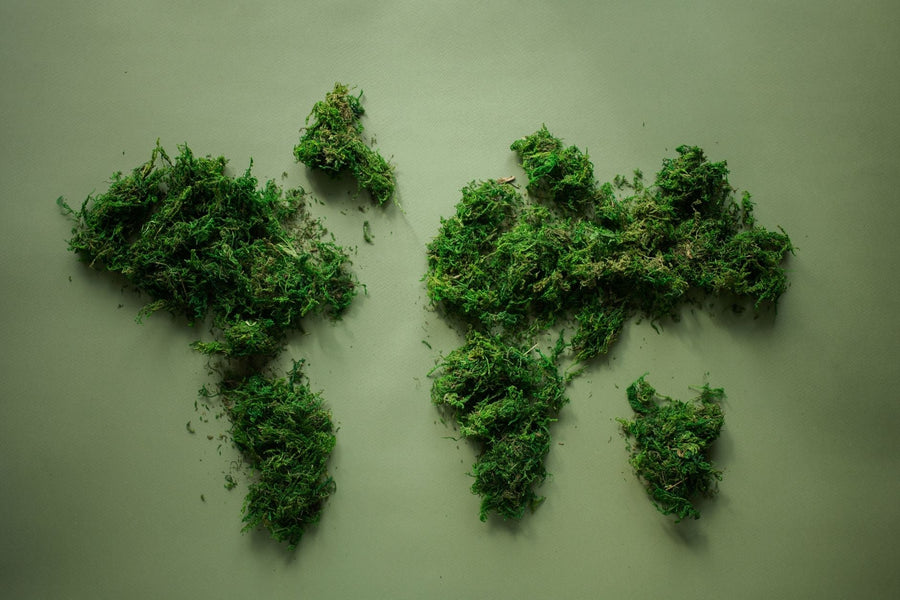 Why the WHO's ECDD Could Reshape THC Isomer Law Worldwide