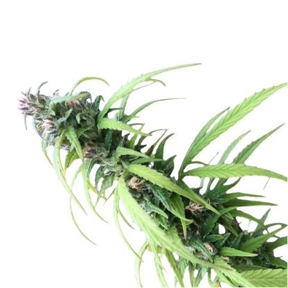 Landrace Himalayan Valley Sativa Cannabis Seeds 12 Pack