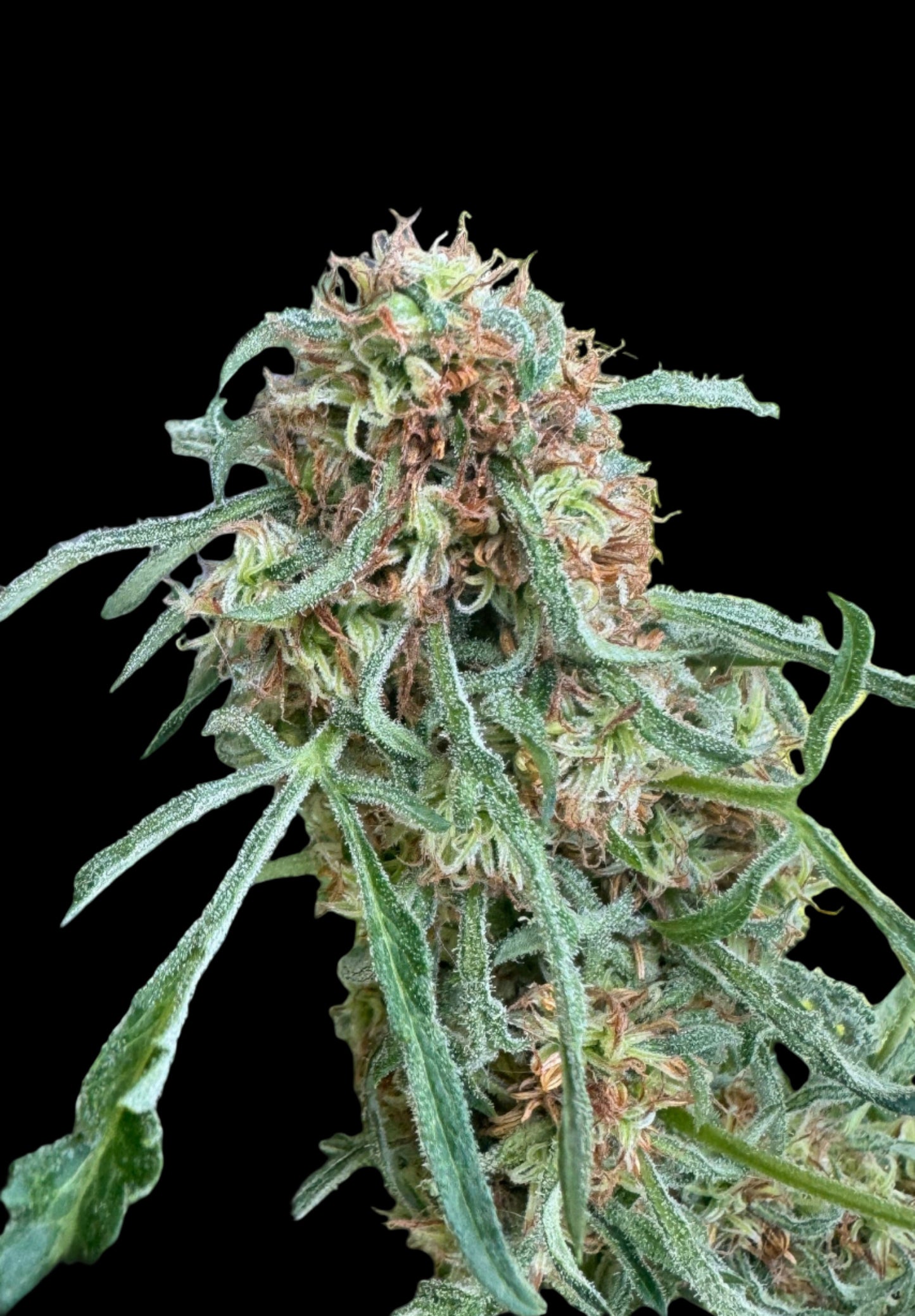 Mutant Chocolate FreakShow Single Seed NON-Feminized Regular Photoperiod