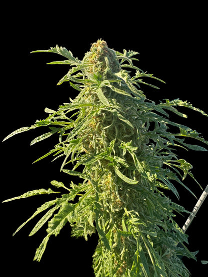 Mutant Chocolate FreakShow Single Seed NON-Feminized Regular Photoperiod