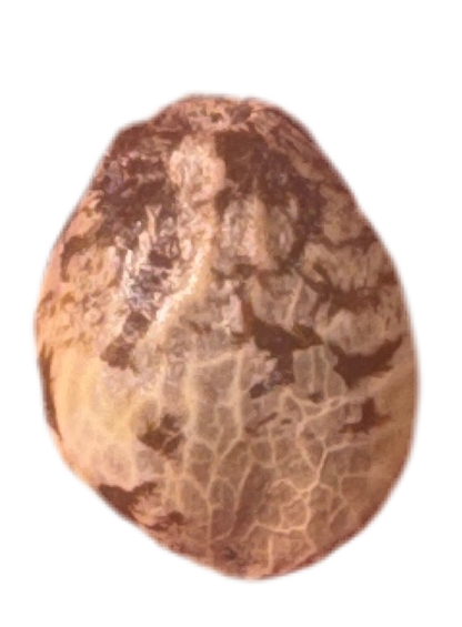 Super Lemon Skunk Feminized Single Seed