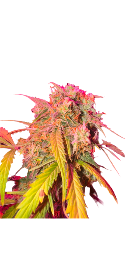Fat Daddy Feminized Autoflowering Single Seed