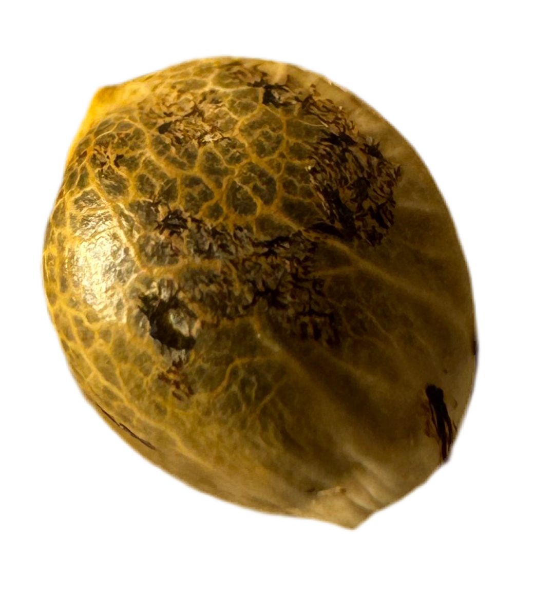 Close up Textured Cannabis Seed on a white background