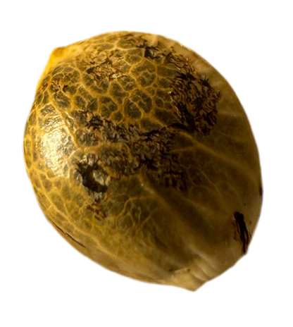 Close up Textured Cannabis Seed on a white background