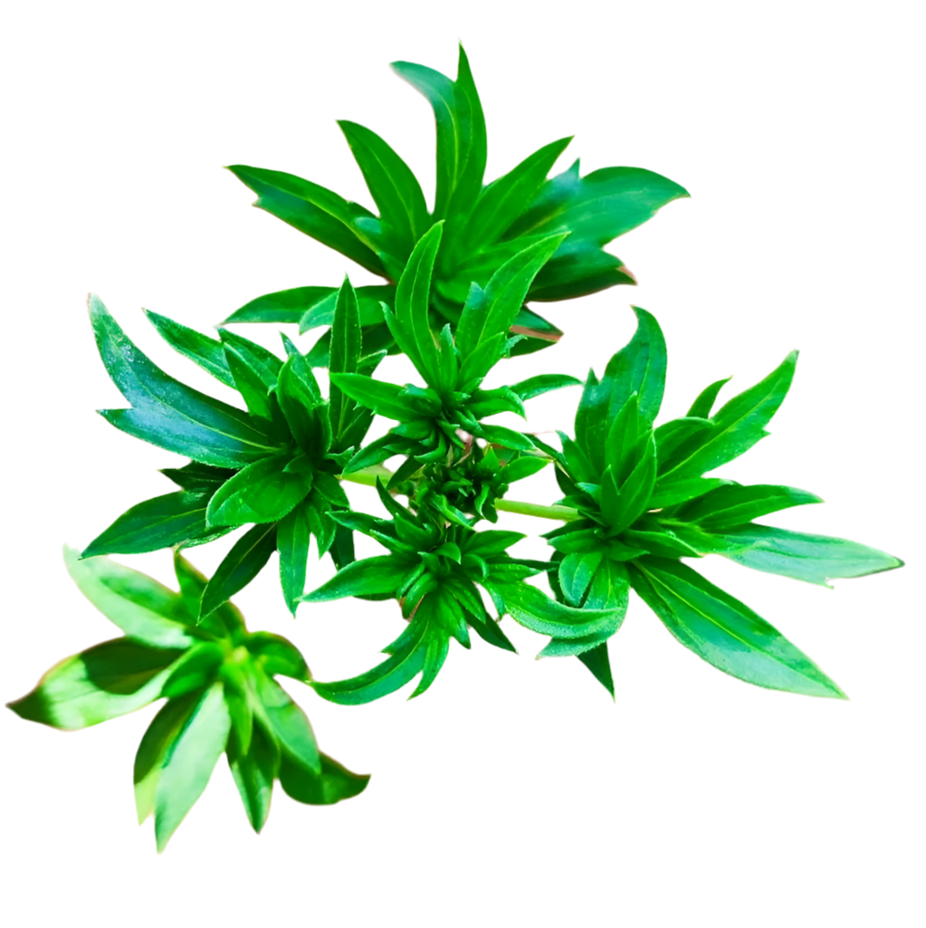 An image of a plant with broad, green leaves, displaying its unique leaf structure.