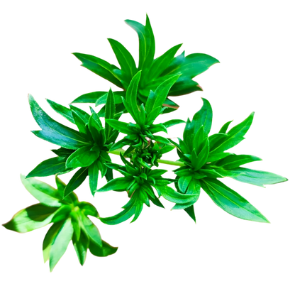 An image of a plant with broad, green leaves, displaying its unique leaf structure.