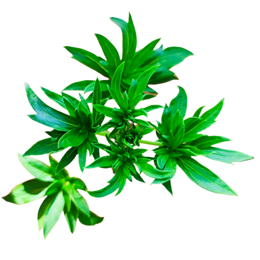 An image of a plant with broad, green leaves, displaying its unique leaf structure.