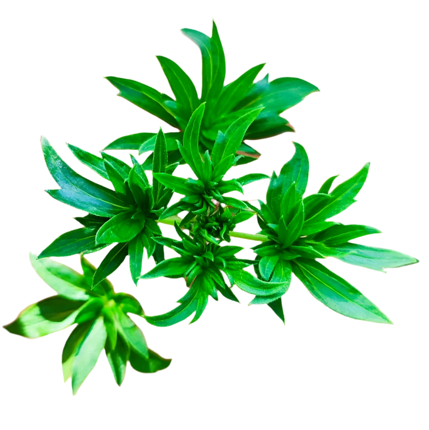 Australian Bastard Cannabis showing its distinctive compact mutant leaf structure