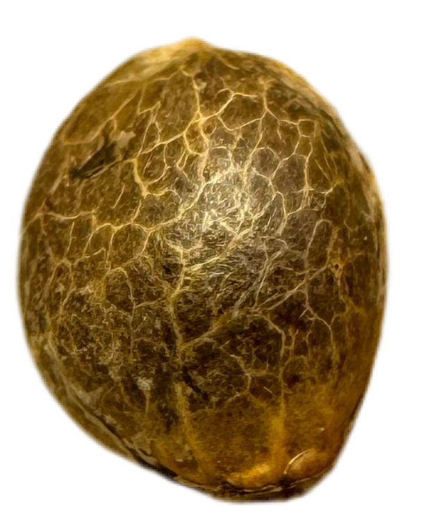 Close-up of a brown, textured object on a white background