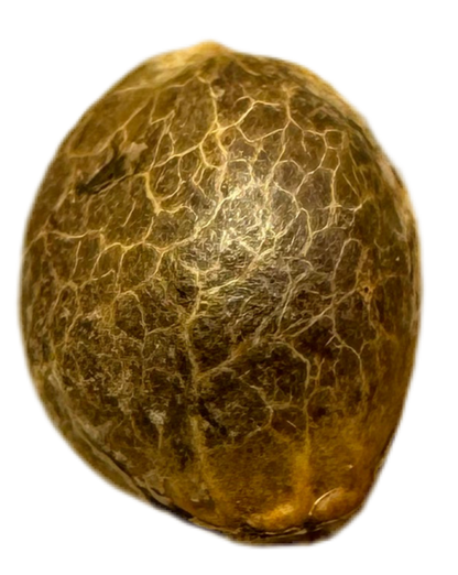 Close-up of a brown, textured object on a white background