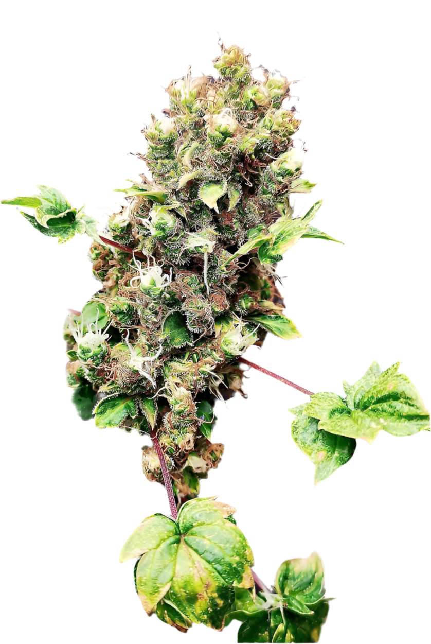 Mutated cannabis Bud on Blank Background