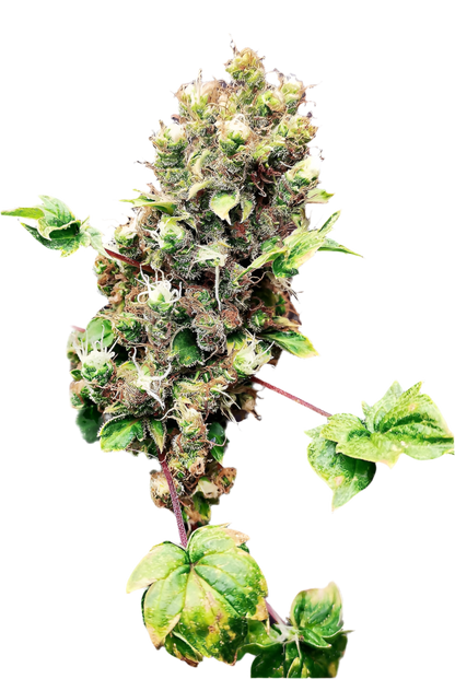 Mutated cannabis Bud on Blank Background