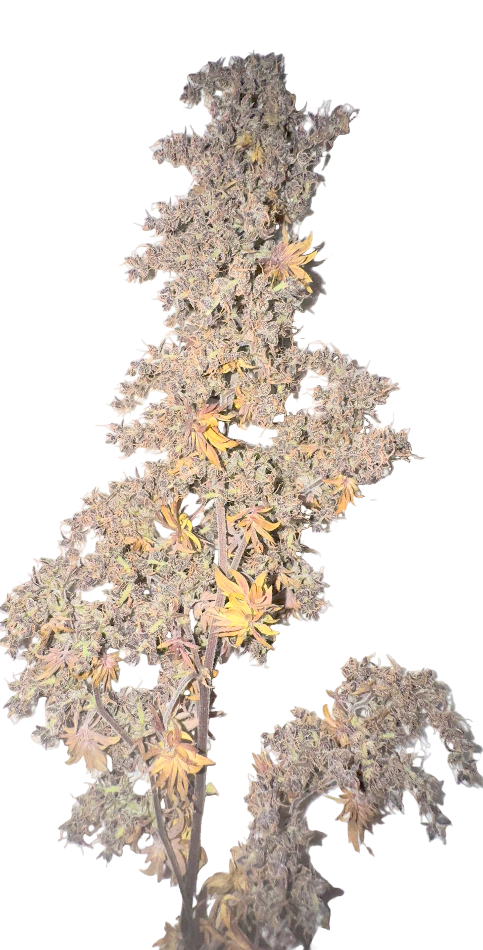 mutated ABC cannabis flower with purple buds and orange yellow leaves
