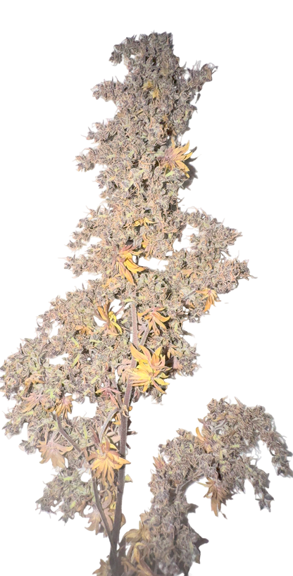 mutated ABC cannabis flower with purple buds and orange yellow leaves