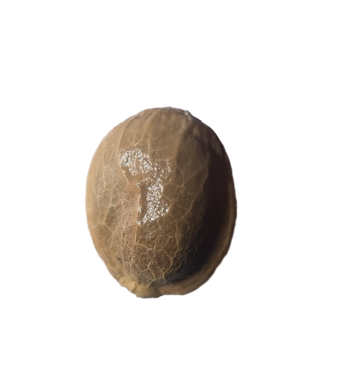 Coconut color seed on a white background