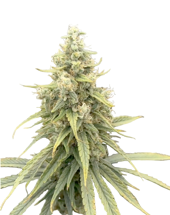 Close-up of a cannabis plant with a blurred background