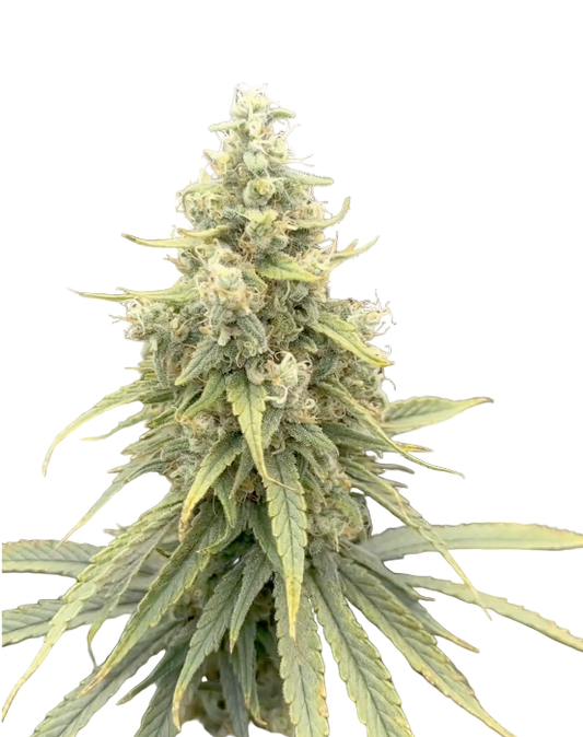 Close-up of a cannabis plant with a blurred background