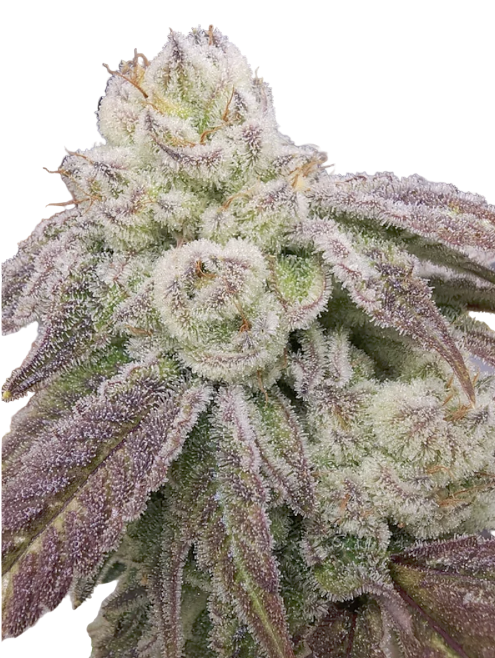 Close-up of a Acai Berry Haze Feminized cannabis plant bud with frost and Unique Purple/Green Mix of Hues Tight Bud Structure 
