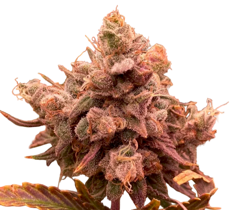 In Sodium Vapor Lamp Lighting, Orange tinted Bud of Acai Berry Feminized Cannabis Flower