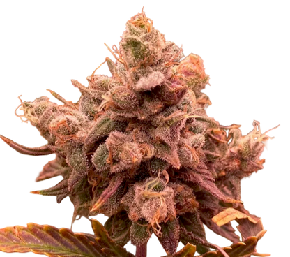 In Sodium Vapor Lamp Lighting, Orange tinted Bud of Acai Berry Feminized Cannabis Flower