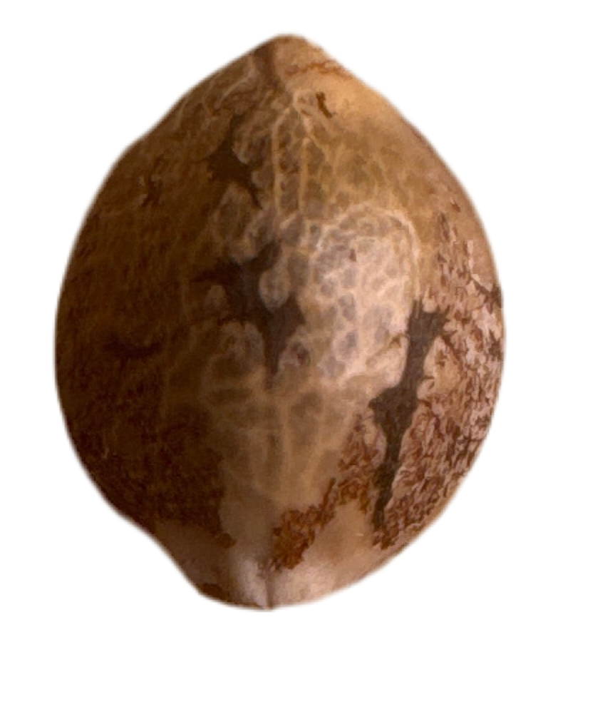 Close Up Photo Showing the veins and some striping of a Feminized cannabis Seed of the Acai Berry Haze Hybrid Variety 