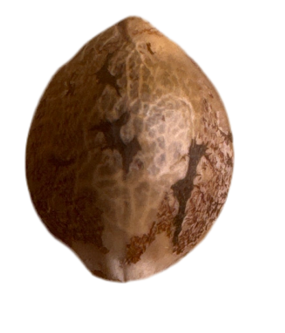 Close Up Photo Showing the veins and some striping of a Feminized cannabis Seed of the Acai Berry Haze Hybrid Variety 