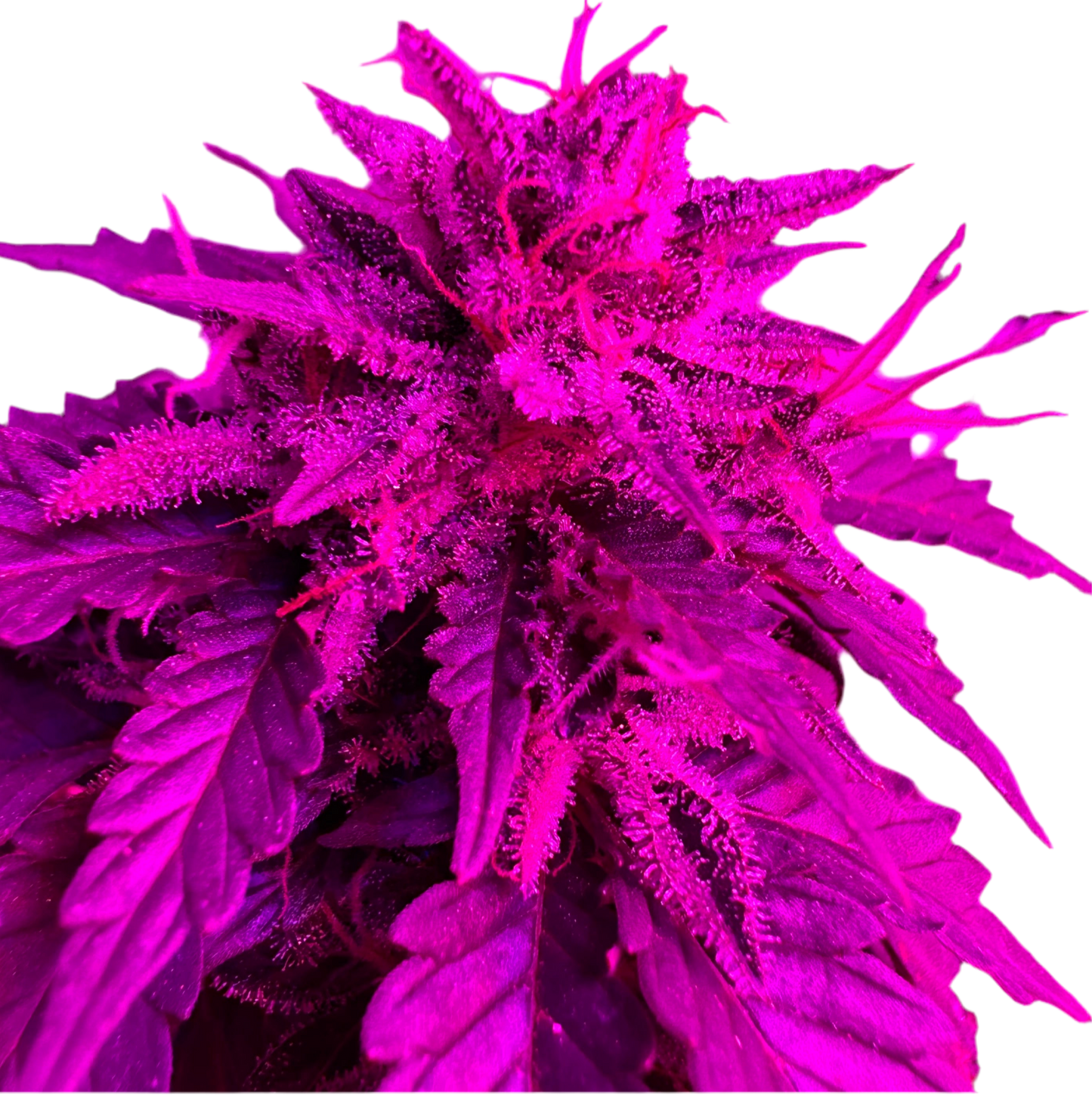 A vibrant image of a Afghan Kush Autoflower Feminized cannabis plant with a purple hue from a LED grow Light, showcasing its dense leaves and developing buds.