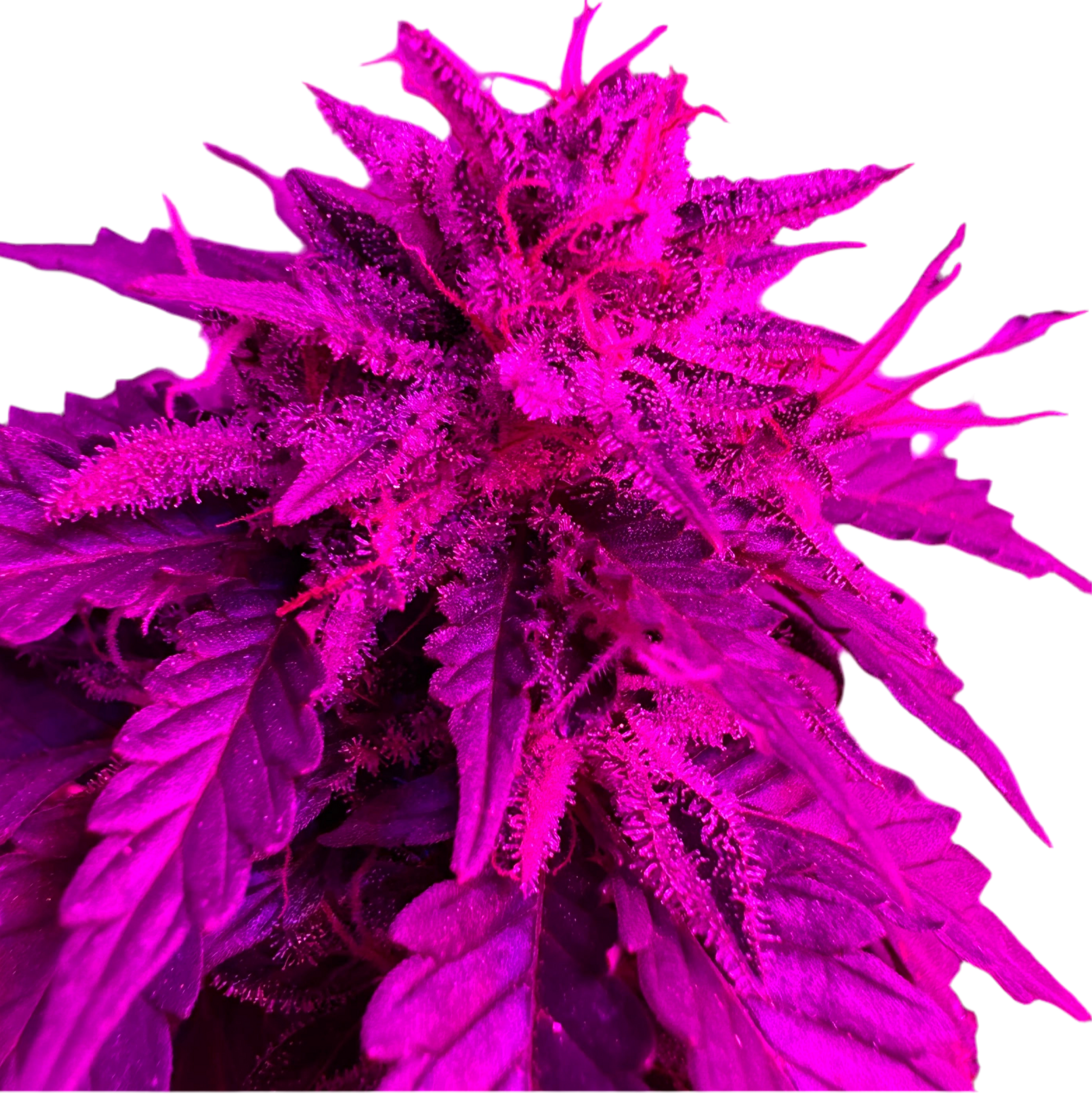 A vibrant image of a Afghan Kush Autoflower Feminized cannabis plant with a purple hue from a LED grow Light, showcasing its dense leaves and developing buds.