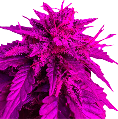 A vibrant image of a Afghan Kush Autoflower Feminized cannabis plant with a purple hue from a LED grow Light, showcasing its dense leaves and developing buds.