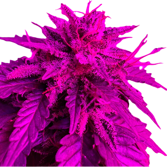 A vibrant image of a Afghan Kush Autoflower Feminized cannabis plant with a purple hue from a LED grow Light, showcasing its dense leaves and developing buds.