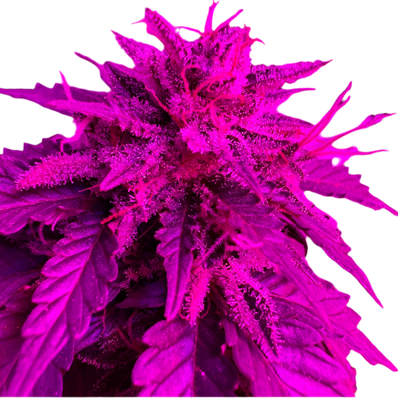 A vibrant image of a Afghan Kush Autoflower Feminized cannabis plant with a purple hue from a LED grow Light, showcasing its dense leaves and developing buds.