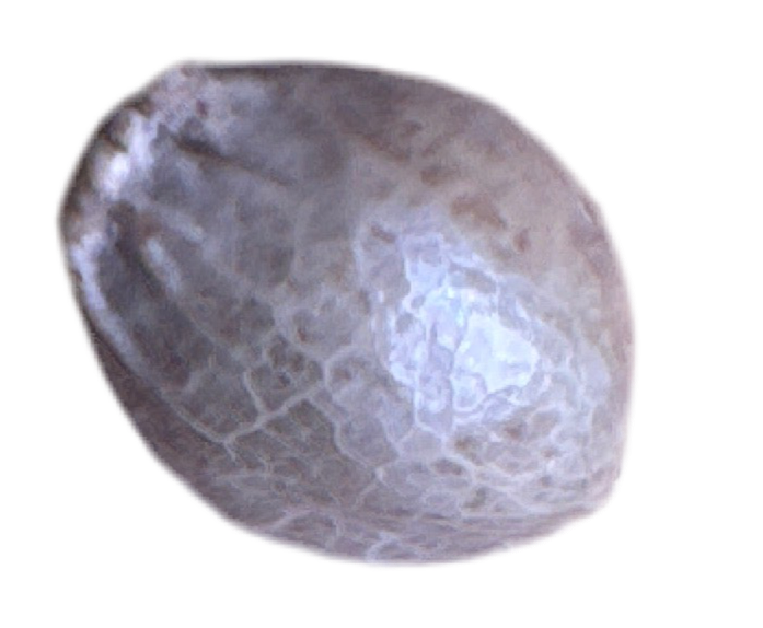 Close Up Of Afghan Kush Feminized Autoflowering Cannabis Seed 