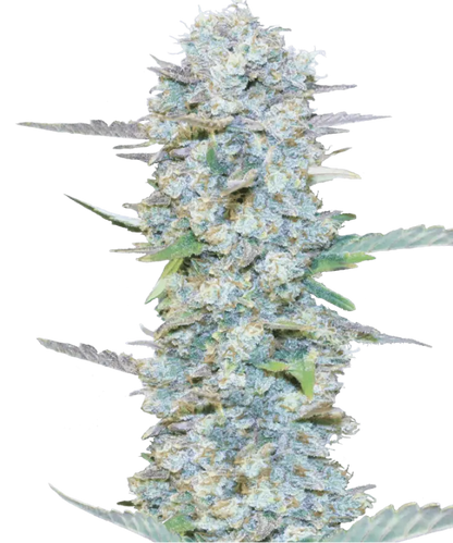 Apple Pie Feminized Single Seed